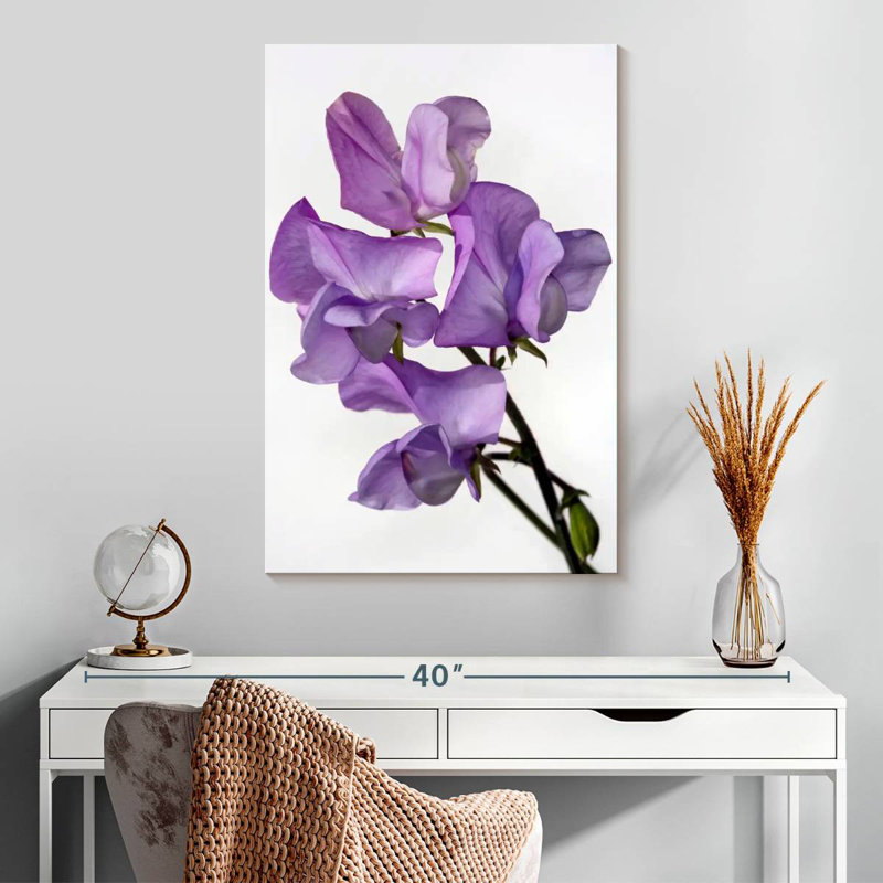 Fleurs de pois Harnek, H 30 po x l 20 po