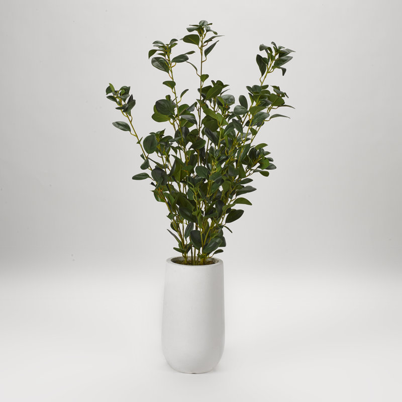 Plante ficus dans un pot de fleurs