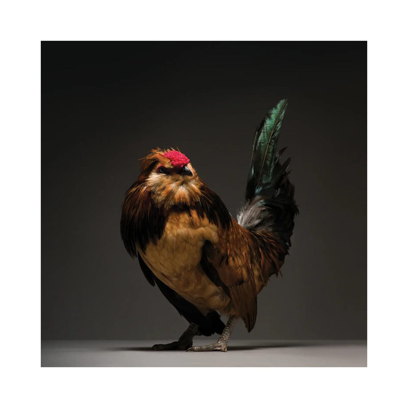 Barbu De Watermael - Wrapped Canvas Print, 30.48 cm H x 30.48 cm W