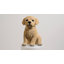 Statue chiot 10 po Labrador