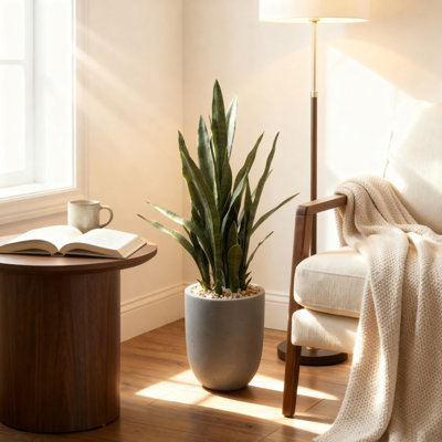 Plante sansevieria dans un pot de fleurs