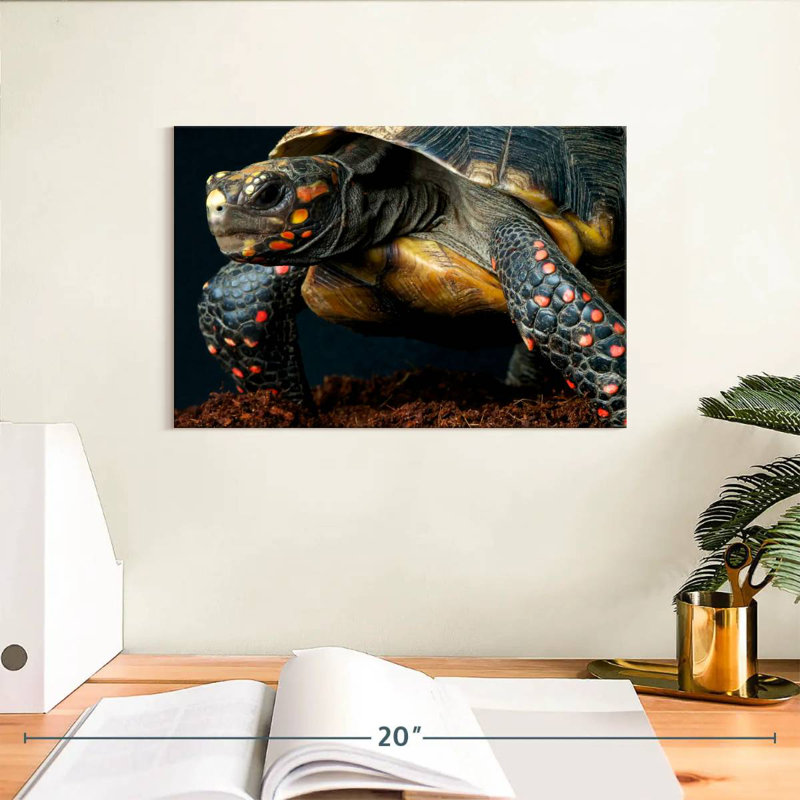 Brampt Amazon Red Footed Tortoise, 8" H x 12" W