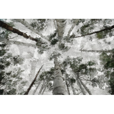 Painted Gray Trees And Sky - Wrapped Canvas Art Prints