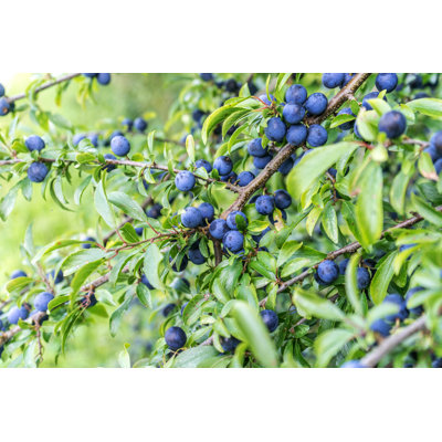 " Blackthorn Shrub "