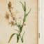 Wild Flower Botanical Set