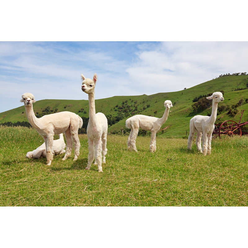 Alpacas, 51cm H x 76cm W x 3.8cm D