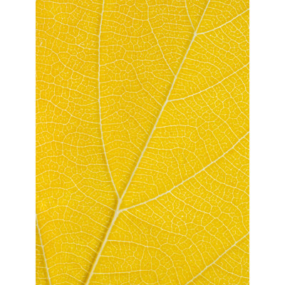 Autumn Leaf Print by Philippe Monthoux