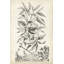 «Scenic Botanical IV», impression sur toile-1576950019