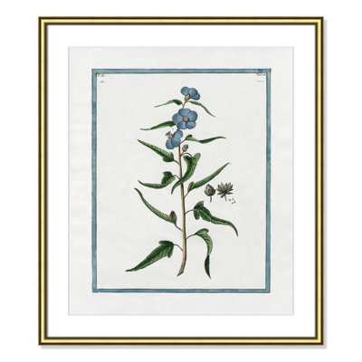 Colombe "Shabby Elegance Botanical I" Print