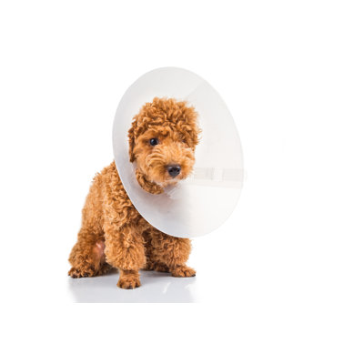 Sad Poodle - Wrapped Canvas Print