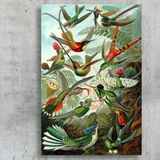 Haeckel - Étude d'oiseaux, impression, H 45 po x l 30 po, Toile tendue