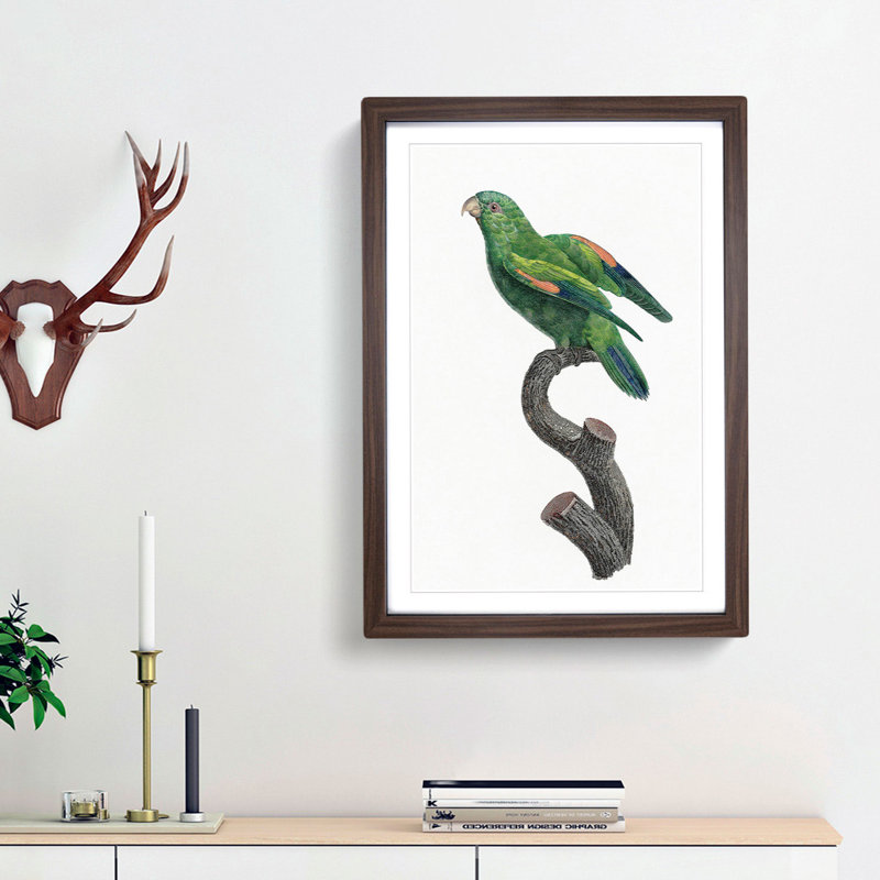 Marigold Lorikeet by F. Levaillant - Picture Frame Painting Print, 48cm H x 36cm W x 2cm D, Walnut Framed