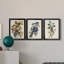 Pl 107 Canada Jay - ensemble de multiples reproductions d'art sur toile encadrées-1240465890-1240465889