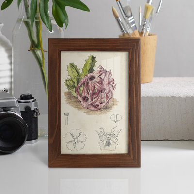Cactus antique III, impression sur papier
