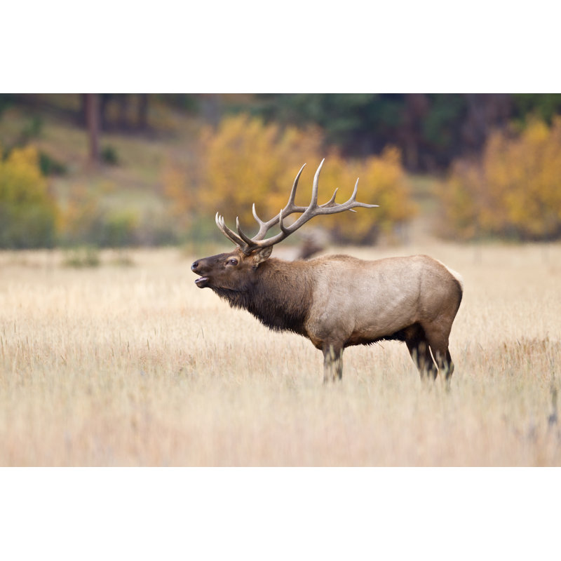 Elk Buglage par Rpbirdman, H 20 po x l 30 po