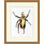 Gilded Beetle 6 Print by Lillian August