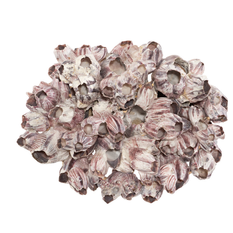 Barnacle Cluster Wall Art, LG