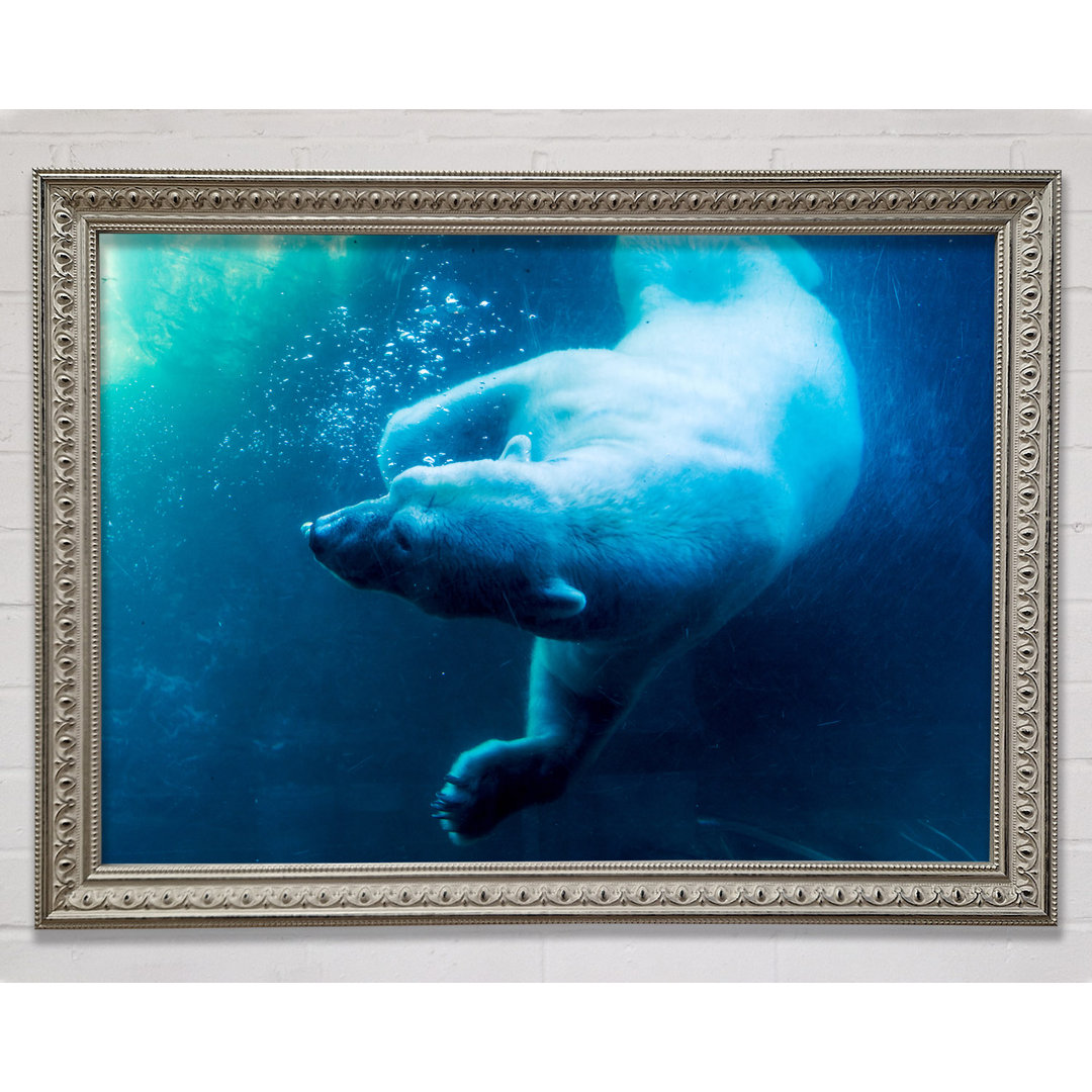 Gerahmtes Poster Polar Bear Swimming