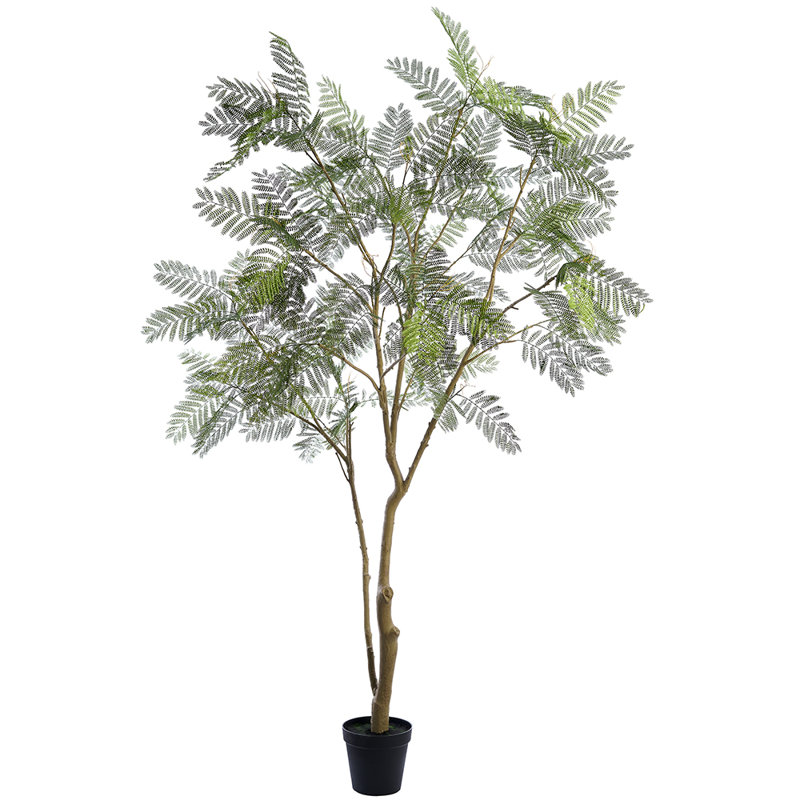 114 po Jacaranda en pot en plastique vert