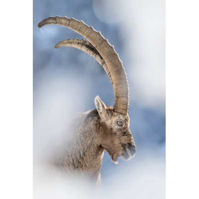 Closeup of Alpine Ibex 1 Piece Wrapped Canvas Wall Art
