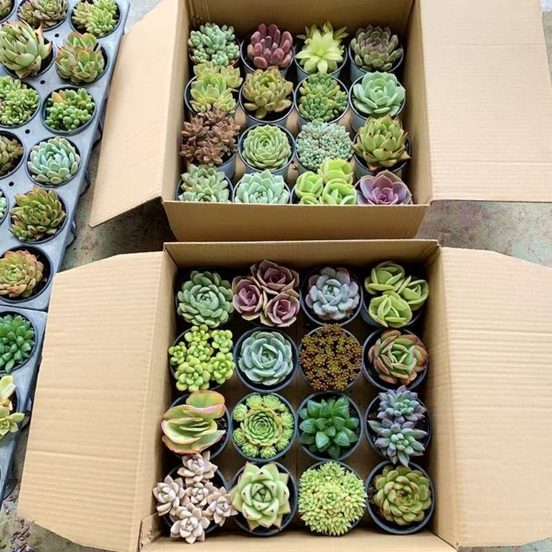 24 Fresh Live Succulents Bulk - Direct from Nursery, Well Packed for Safe Shipping