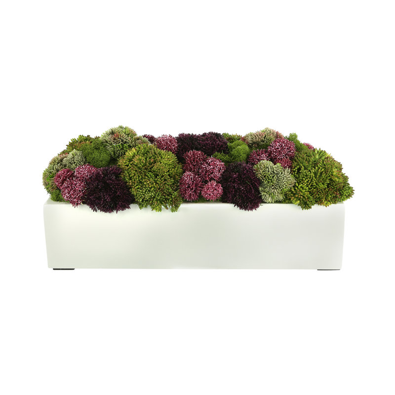 Succulent Sedum in Fiberstone Planter, 8" H x 18" W x 10" D, Rectangular