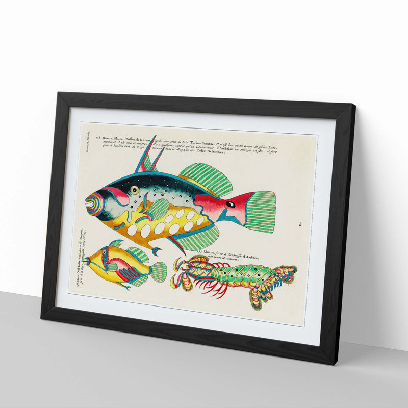 East Indies Fish Illustrations XXVIII by Louis Renard - Picture Frame Graphic Art Print, 36cm H x 48cm W x 2cm D