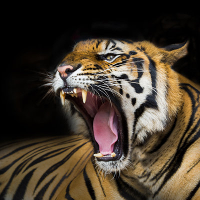 " Tiger Ready To Attack "