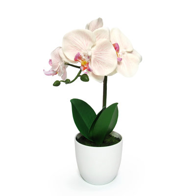 Orchid Arrangement in Pot