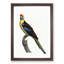 Crimson Rosella by F. Levaillant - Framed Print-55490544-55490545