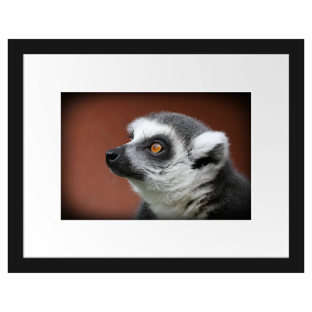 Gerahmtes Fotoposter 'Alert Ringelschwanz Lemur'