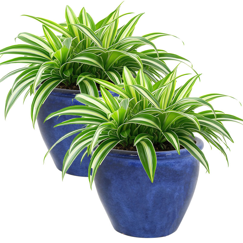 Jardinière extérieure ronde en céramique 11,75 po x 11,75 po x 9,5 po Chalet - bleu impérial, Bleu