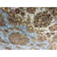 Wool Oriental Area Rug in Blue/Ivory/Green