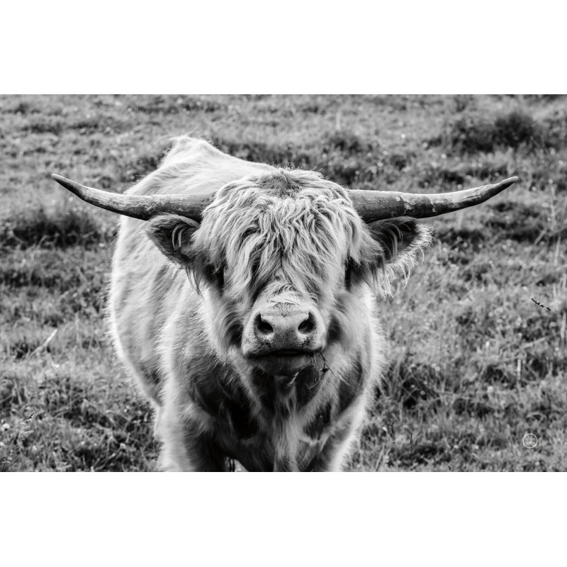 Highland Cow Staring Contest - Photographie sur toile tendue, H 32 po x l 48 po, Cadre simple érable érable, Oui