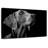 Brampt Monochrome Dog
