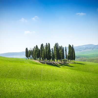 Group of Cypress Trees by Pepelaguarda