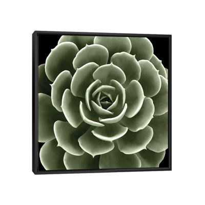 " Green Succulent IV " by Mia Jensen