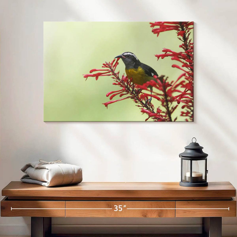 Ronce nourrissant un oiseau bananier, H 16 po x l 24 po