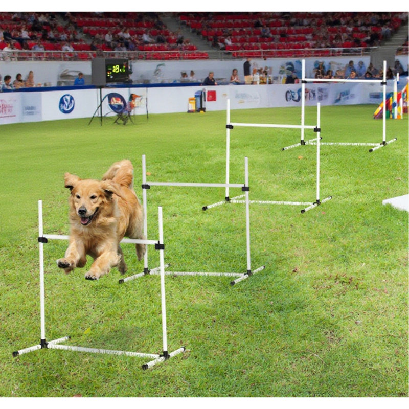 Équipement de dressage pour chien