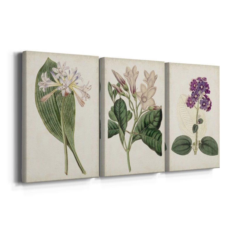 Antique Botanical Collection IV - Toile tendue avec châssis sur mesure - 3 pièces, H 12 po x l 24 po