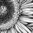 Gerbera flower - 32"x32" art on canvas