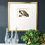 Peackock Plumagepremium, reproduction encadrée-88464330-106152479