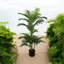 105cm Faux Palm Tree in Pot