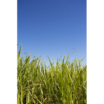 Sugar Cane Crop by Davidf
