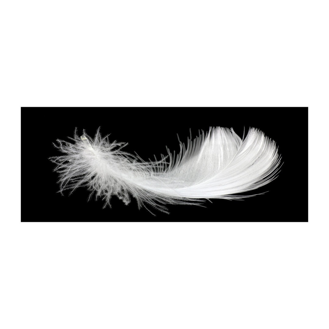 Leinwandbild Feather