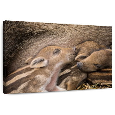 Brampt Piglet Family