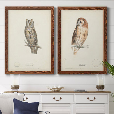 Scops - Eared Owl - Reproduction d'art graphique encadré