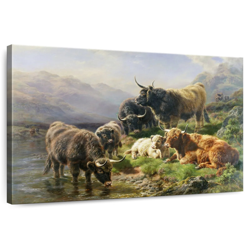 Highland Cattle