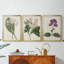 Antique Botanical Collection IV - Toile tendue avec châssis sur mesure - 3 pièces-729214980-729214981