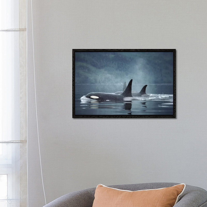 Orca Group Surfacing, Johnstone Strait, British Columbia, Canada by Flip Nicklin - Print on Canvas, Black Framed Canvas